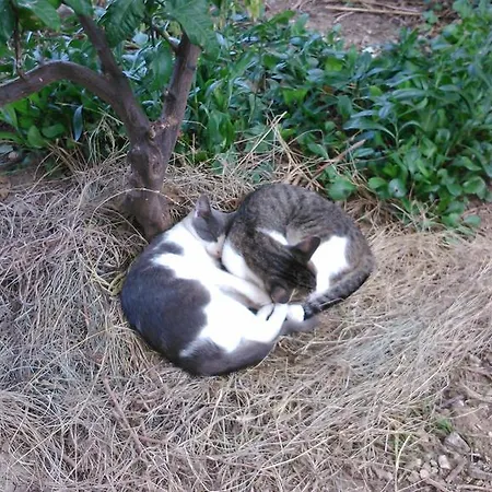 Dalmacija 格拉达茨