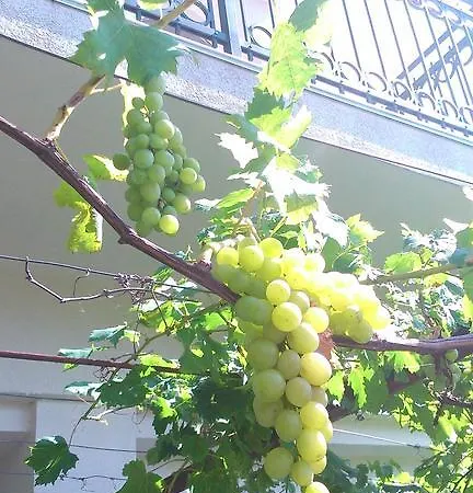 Apartment Dalmacija Gradac (Split-Dalmatia)
