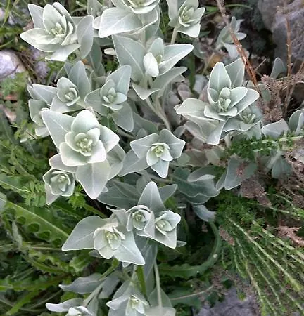 Dalmacija 格拉达茨