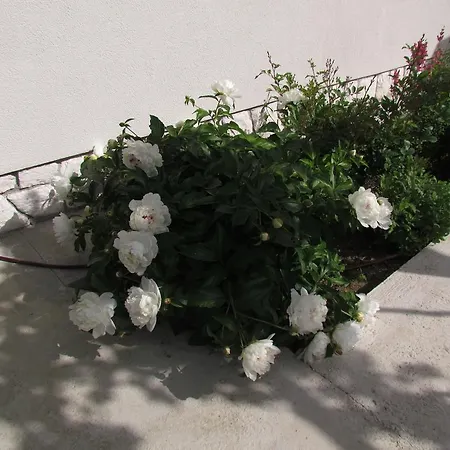 公寓 Dalmacija 格拉达茨