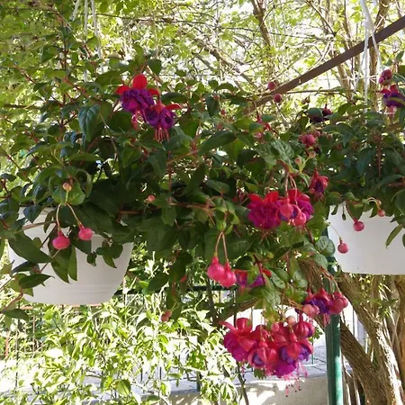 Apartment Dalmacija Gradac (Split-Dalmatia)