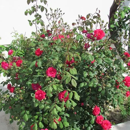 Daire Dalmacija Gradac (Split-Dalmatia)