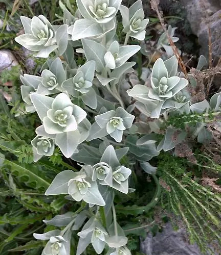 Dalmacija 그라다츠