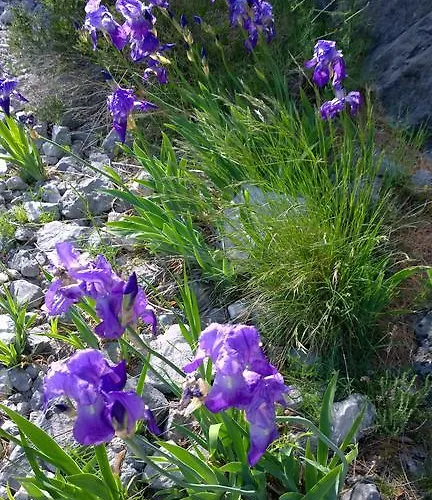 Dalmacija 아파트