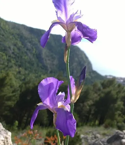 아파트 Dalmacija *
